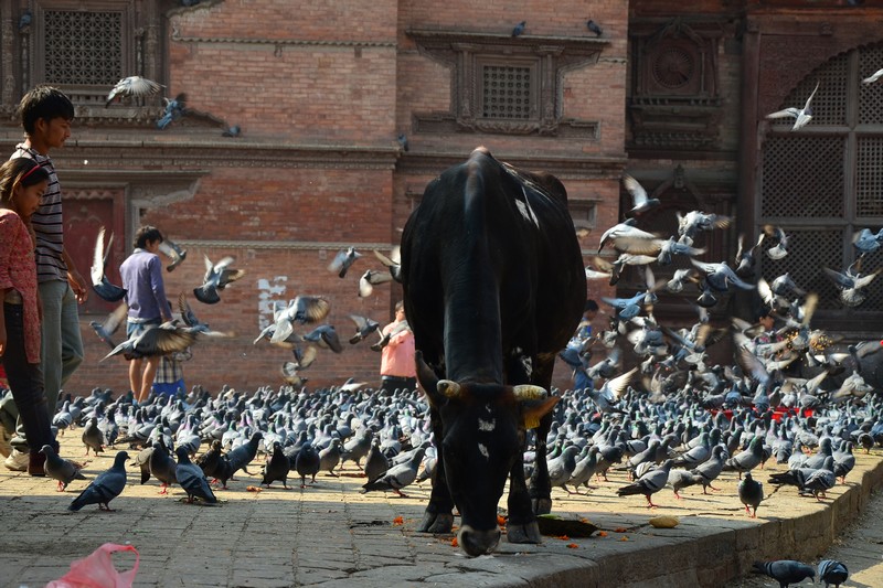 Holuby a kráva na Durbar Square