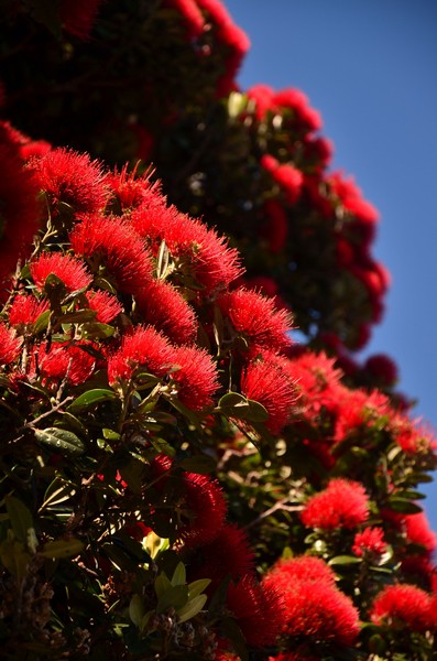 Národní rostlina Pohutukawa