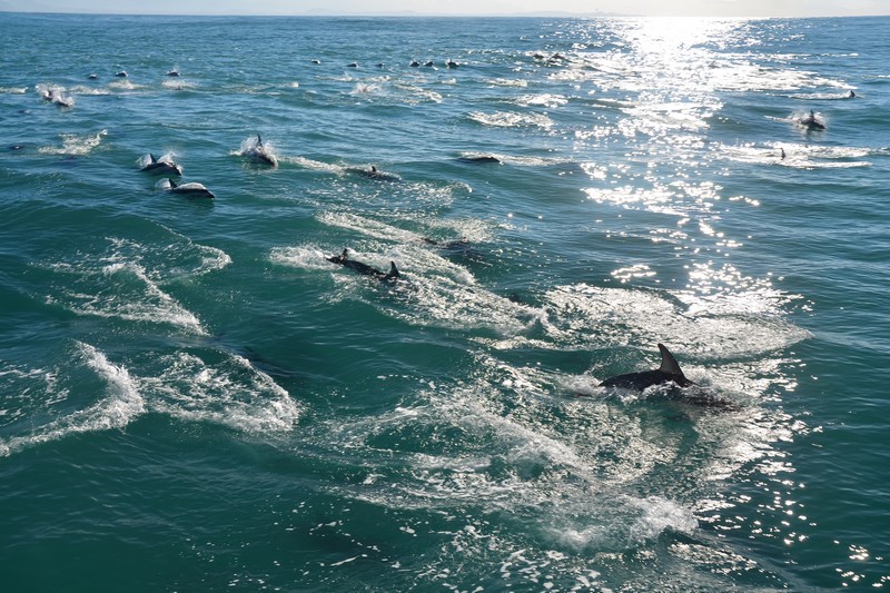 Dusky dolphin - plískavice tmavá