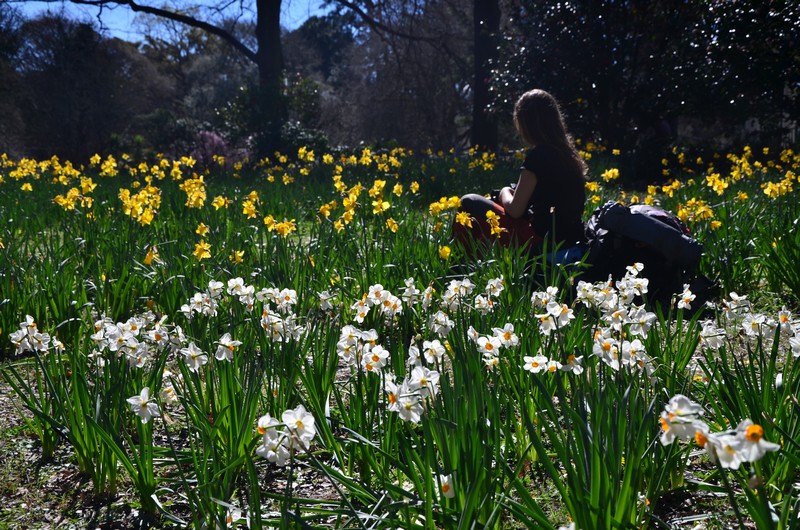 Daffodils