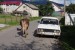 Typický obrázek zdejších silnic: žigulík, kráva a Zil